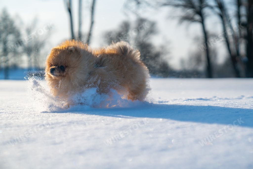 A closeup shot of a cute Pomeranian dog running in a snow-covered park