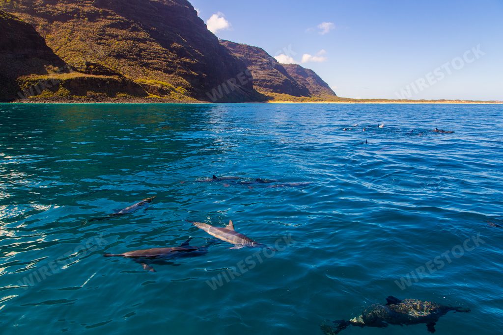 A beautiful view of dolphins swimming near the Na Pali coast cliffs on Kauai island, Hawaii