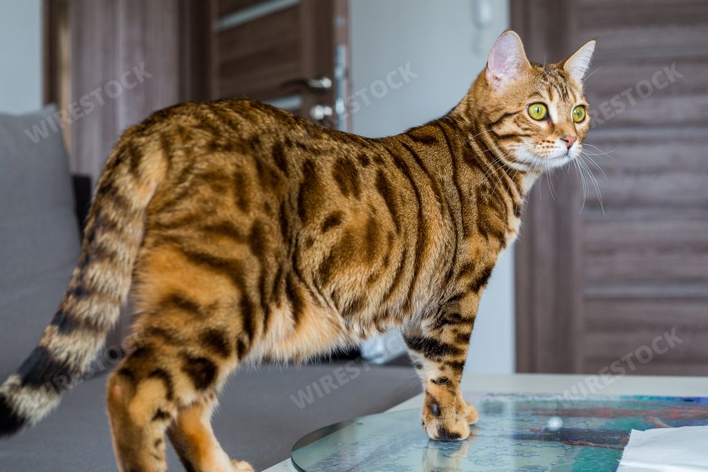 A closeup of a cute Bengal cat on a table in a house with a blurry background