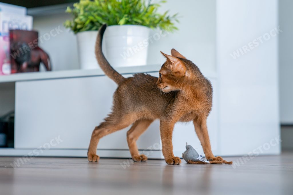 A Cute purebred ruddy Abyssinian kitten in the kitchen and living room