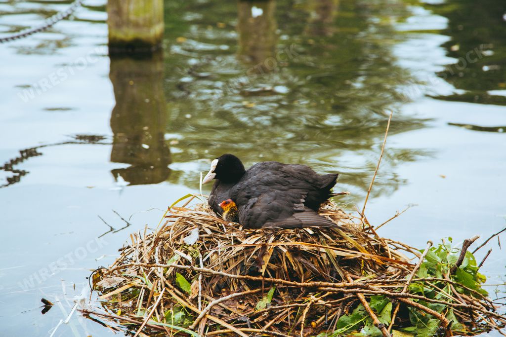 The White-winged coot bird on the nest with it's baby