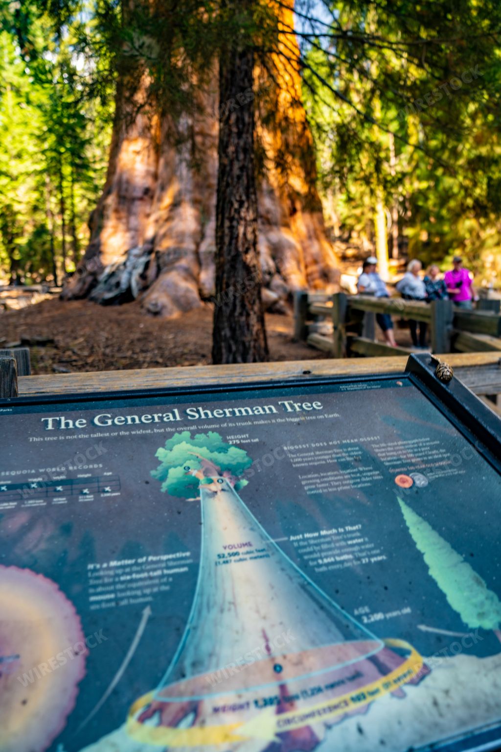 A vertical shot of information sign in the Sequoia National Forest