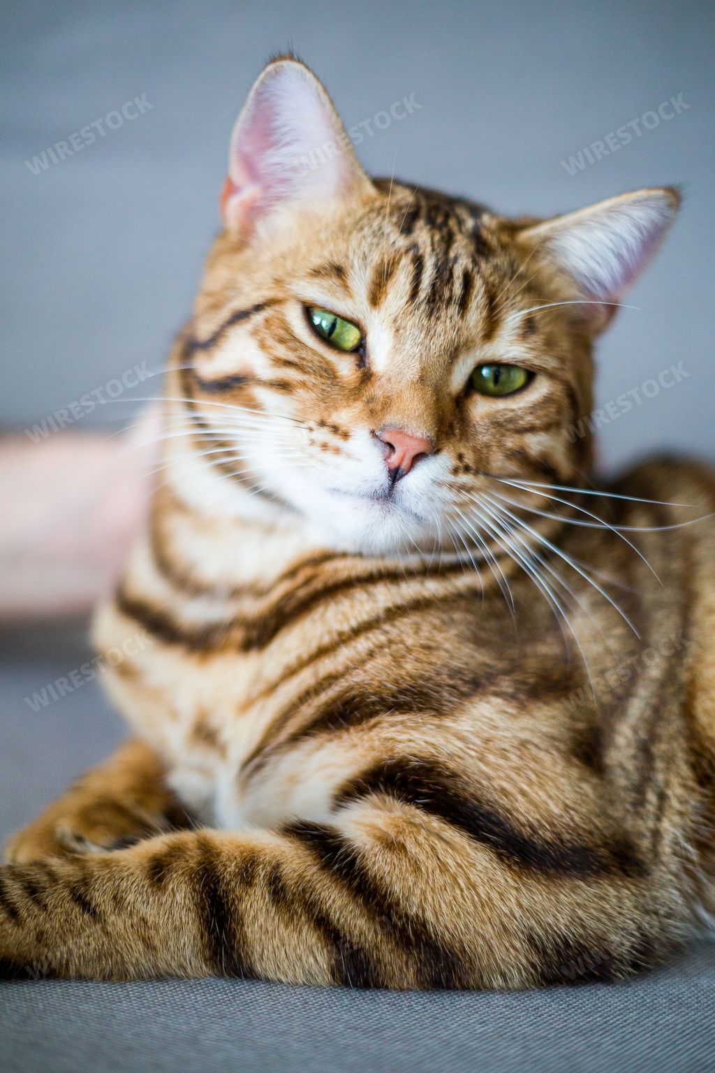 A vertical shot of an adorable Bengal cat on a sofa under the lights