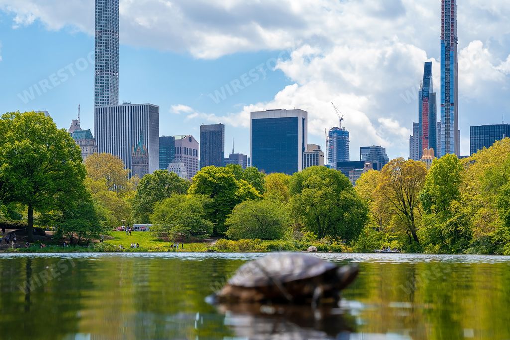 Cute turtles living in a pond in Central Park in New York City surrounded by skyscrapers