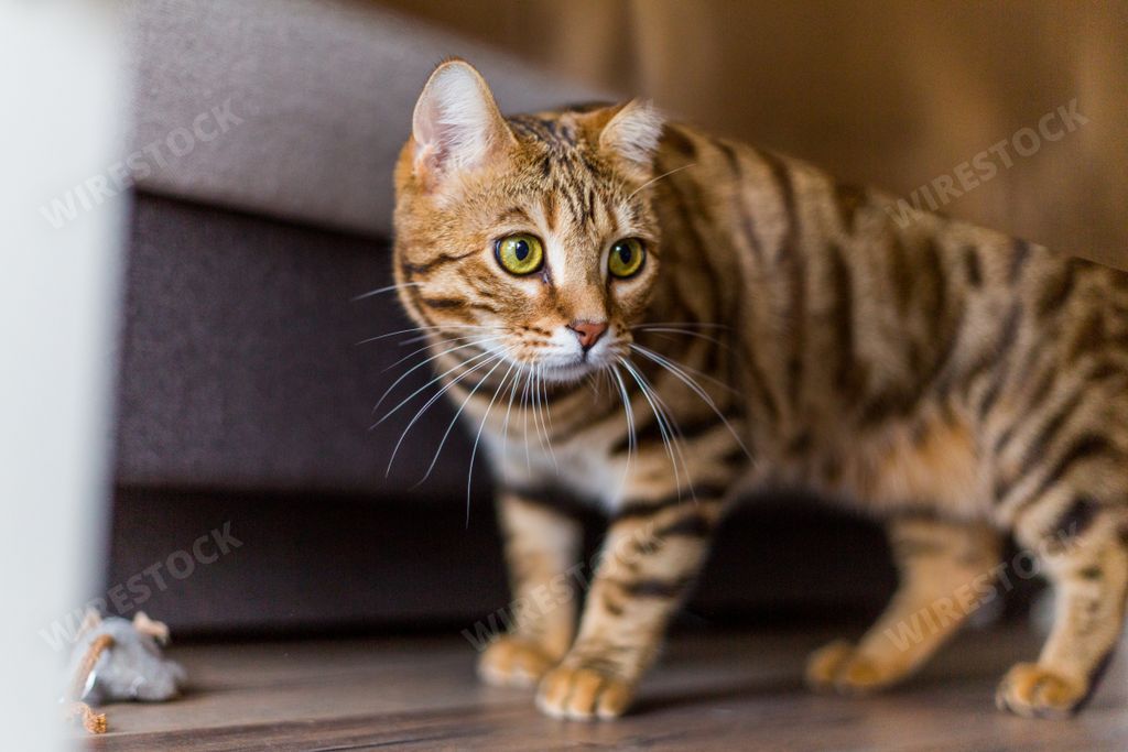 A closeup of an adorable Bengal cat in a house under the lights