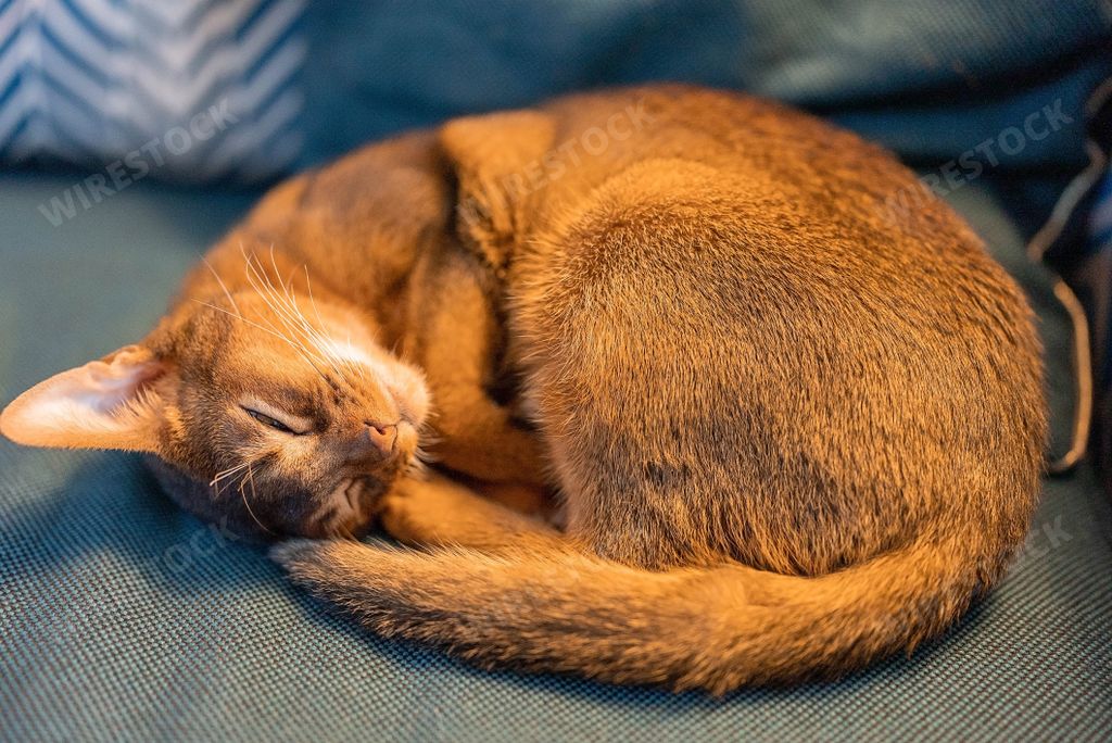 A red cute Abyssinian purebred cat sleeping on the couch