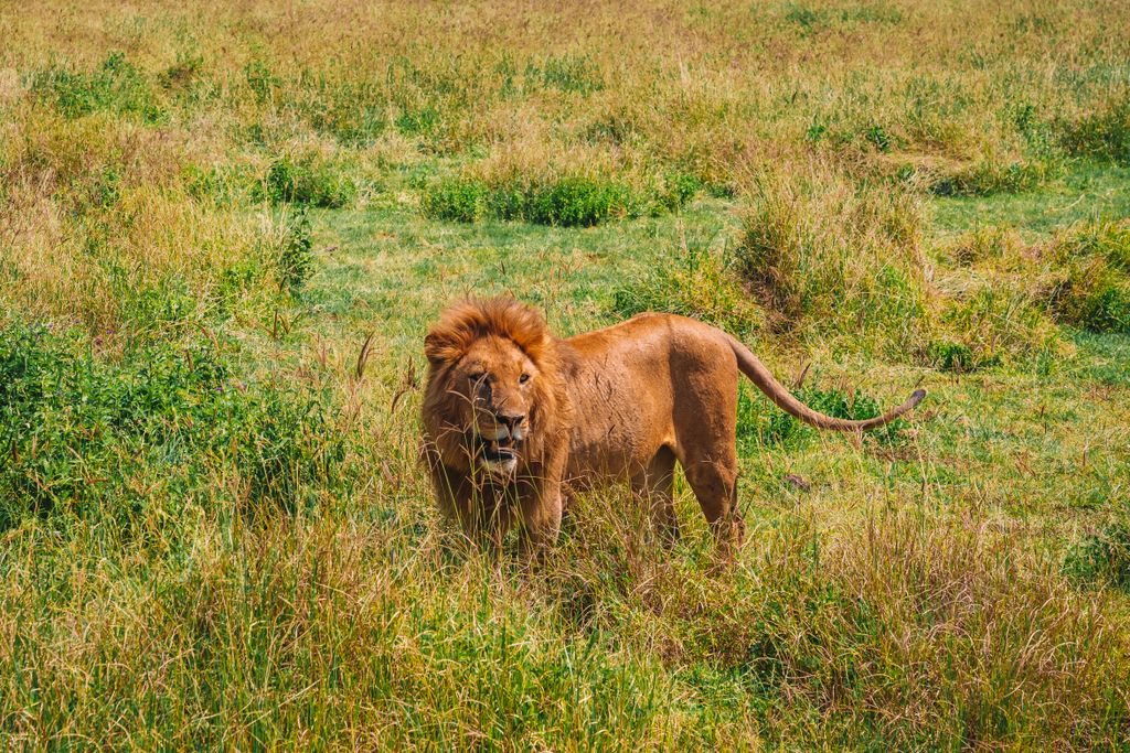 A single lion looking at something in a grassland