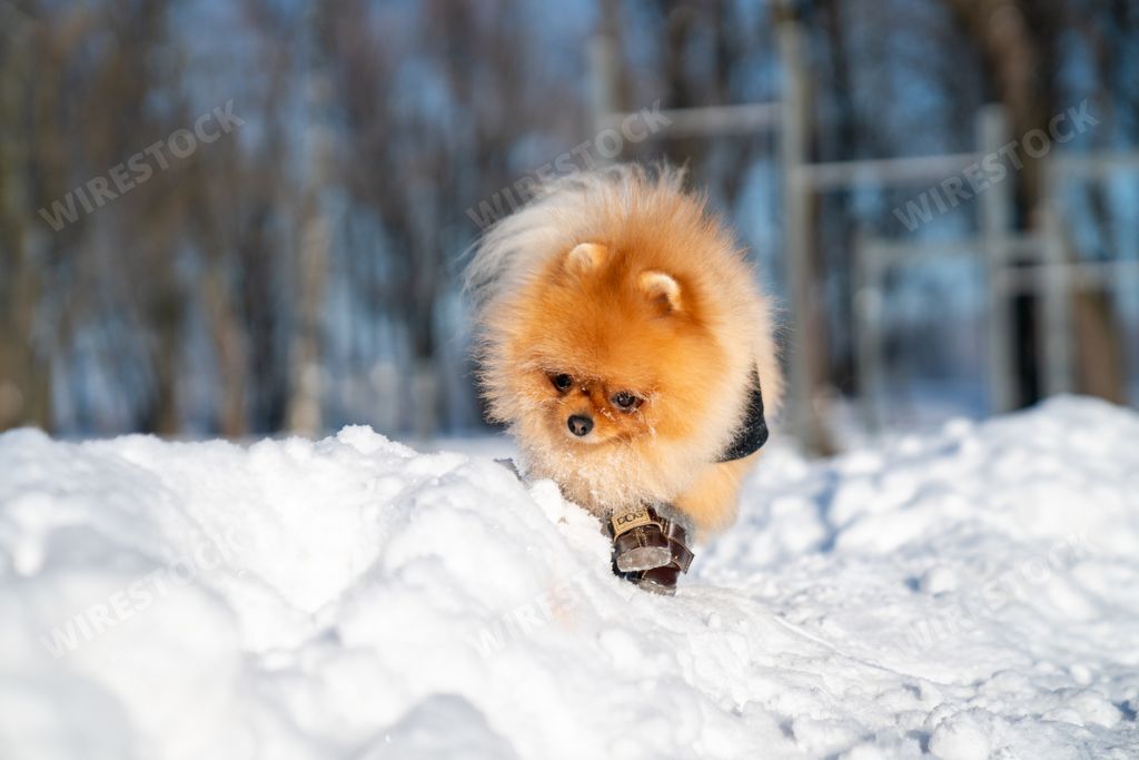 A cute and fluffy German Spitz Klein puppy playing in the snow in the park