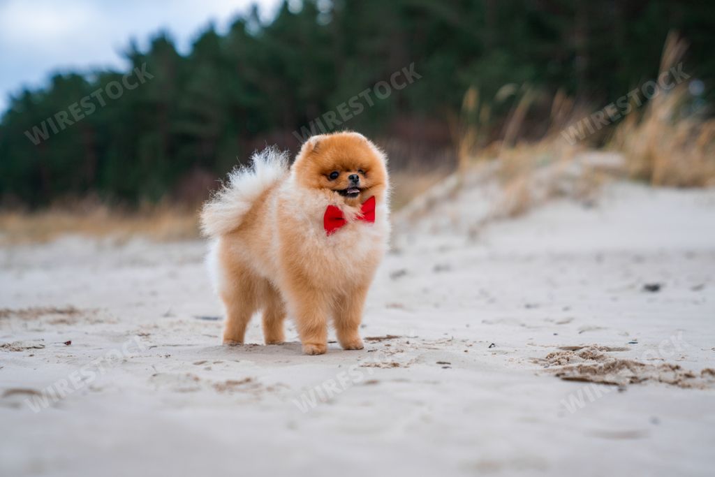 An adorable pomeranian spitz dog with a red bow having fun and running on the beach