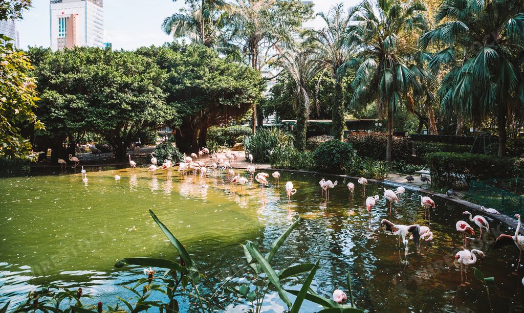 A view of pink flamingos resting in the park by the pond in Hong Kong