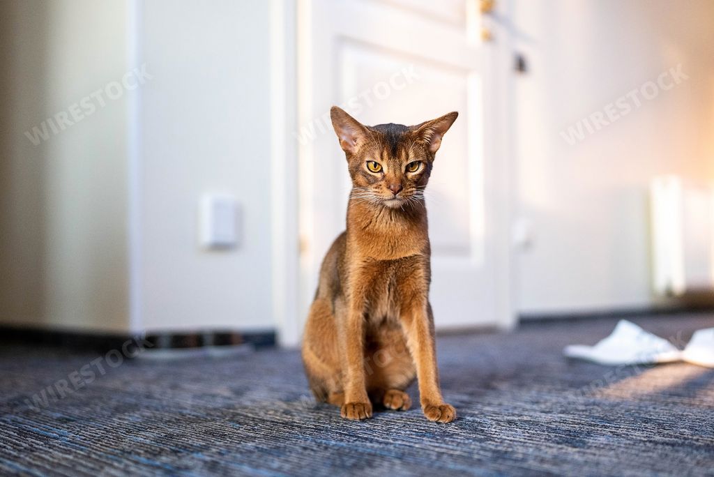 A red cute Abyssinian purebred cat on the floor in the room