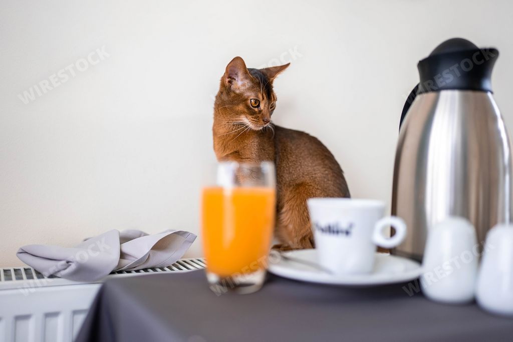 A red cute Abyssinian purebred cat near the breakfast table