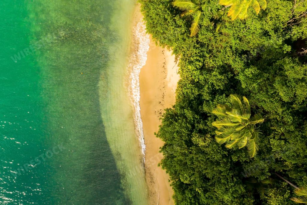 An aerial overhead shot of a tropical coast with palm trees near the Caribbean sea