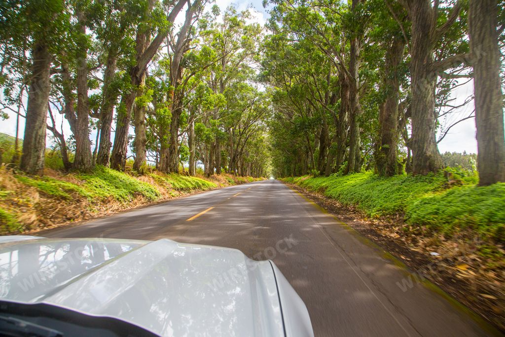 A road surrounded by trees seen through the front of a car - concept of travelling