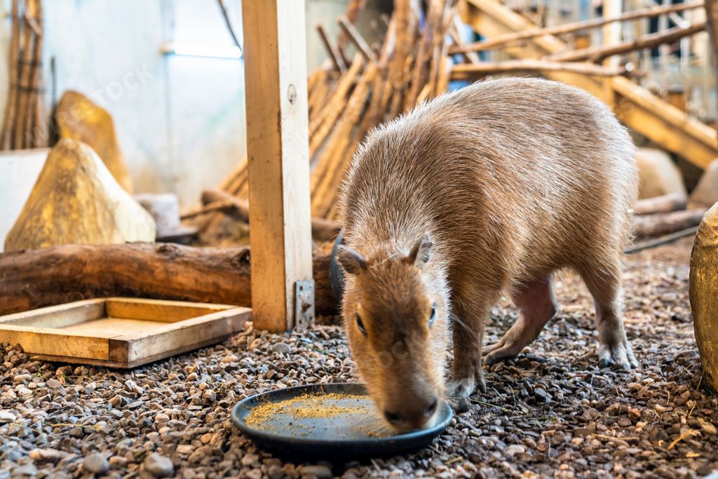 A closeup of a capybara eating from a plate on the ground in a farm in Brazil