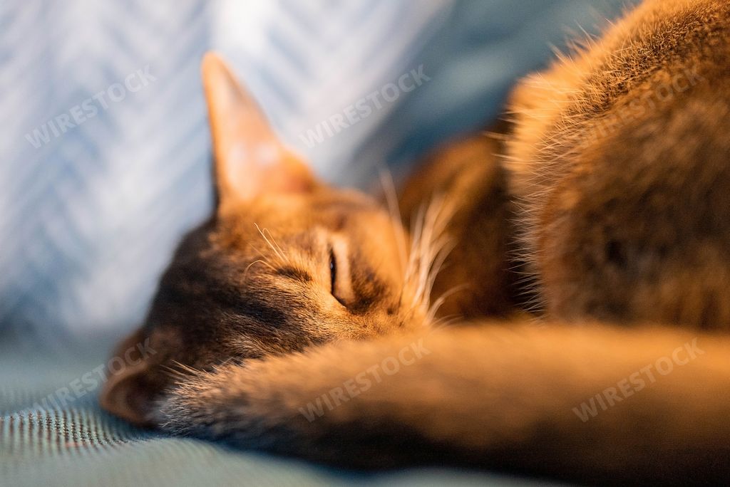 A cute Abyssinian purebred cat sleeping on the couch