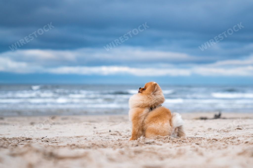 An adorable pomeranian spitz dog smiling and running on the beach