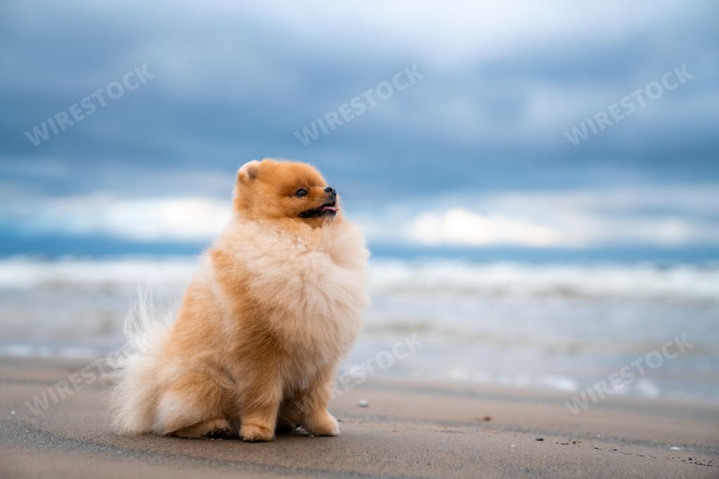 An adorable pomeranian spitz dog having fun and running on the beach