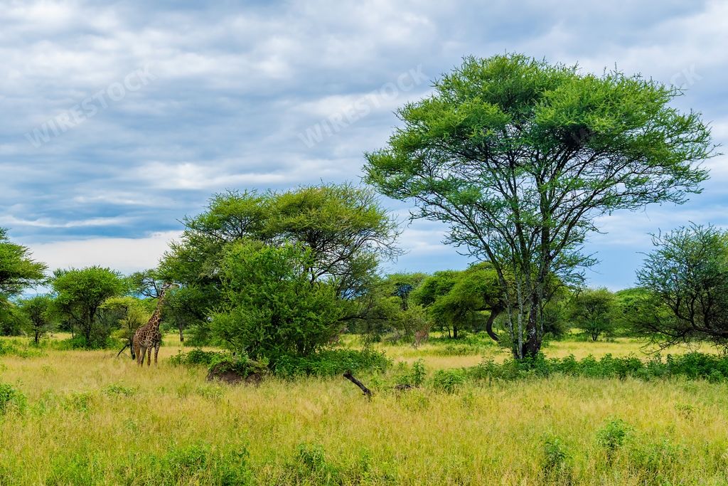 The giraffes eating leaves from trees in their natural habitat