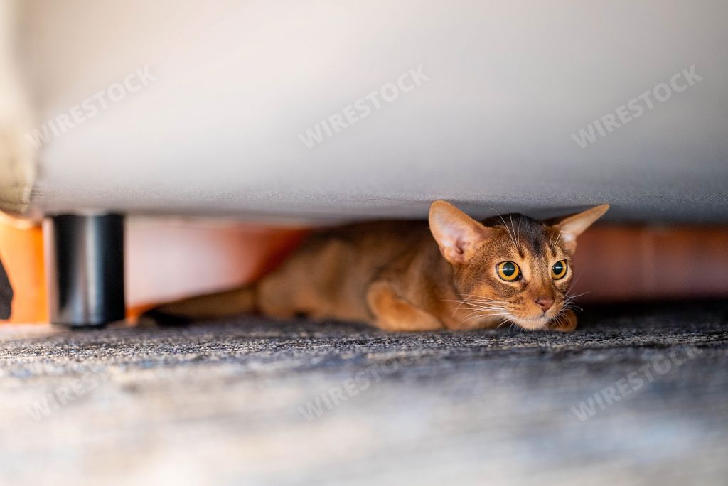 A red cute Abyssinian purebred cat under the bed