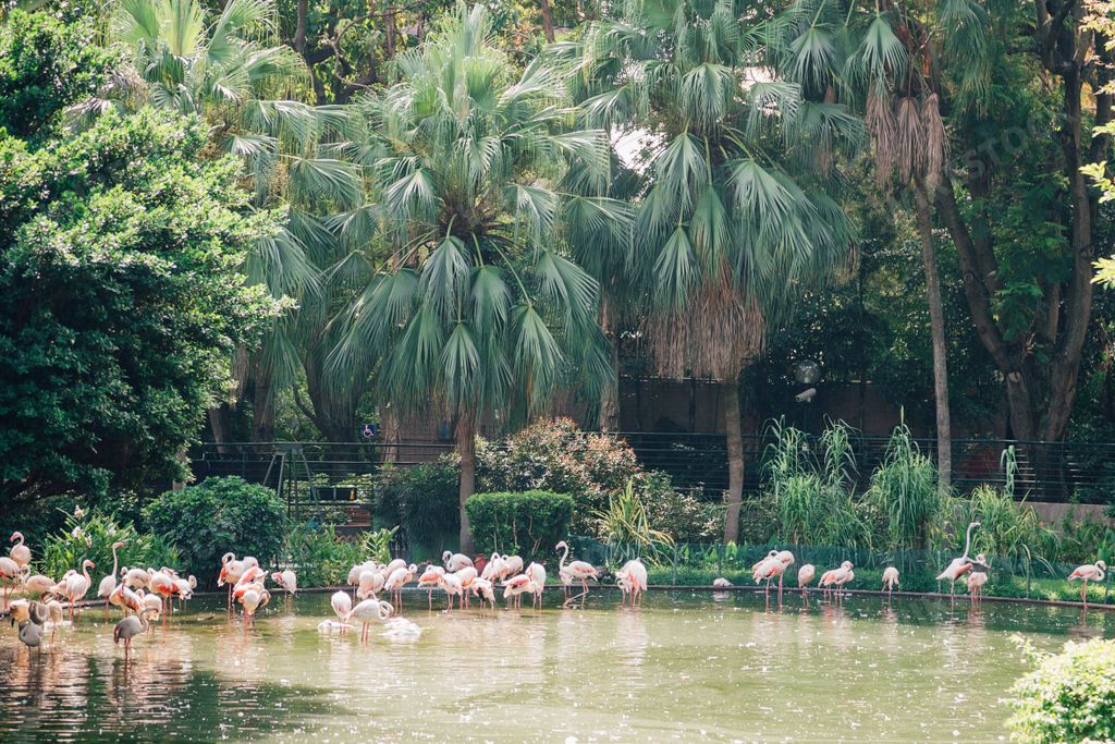 A view of a flock of pink flamingos resting in the park by the pond in Hong Kong, China