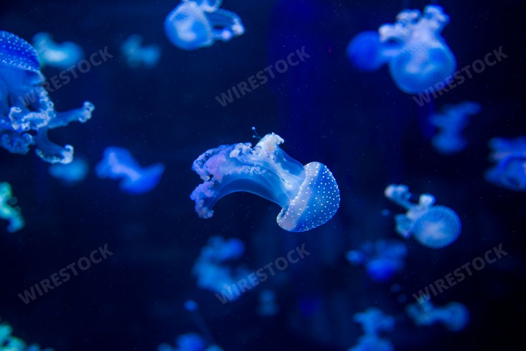 A closeup shot of blue jellyfish on Canary islands with a deep blue background