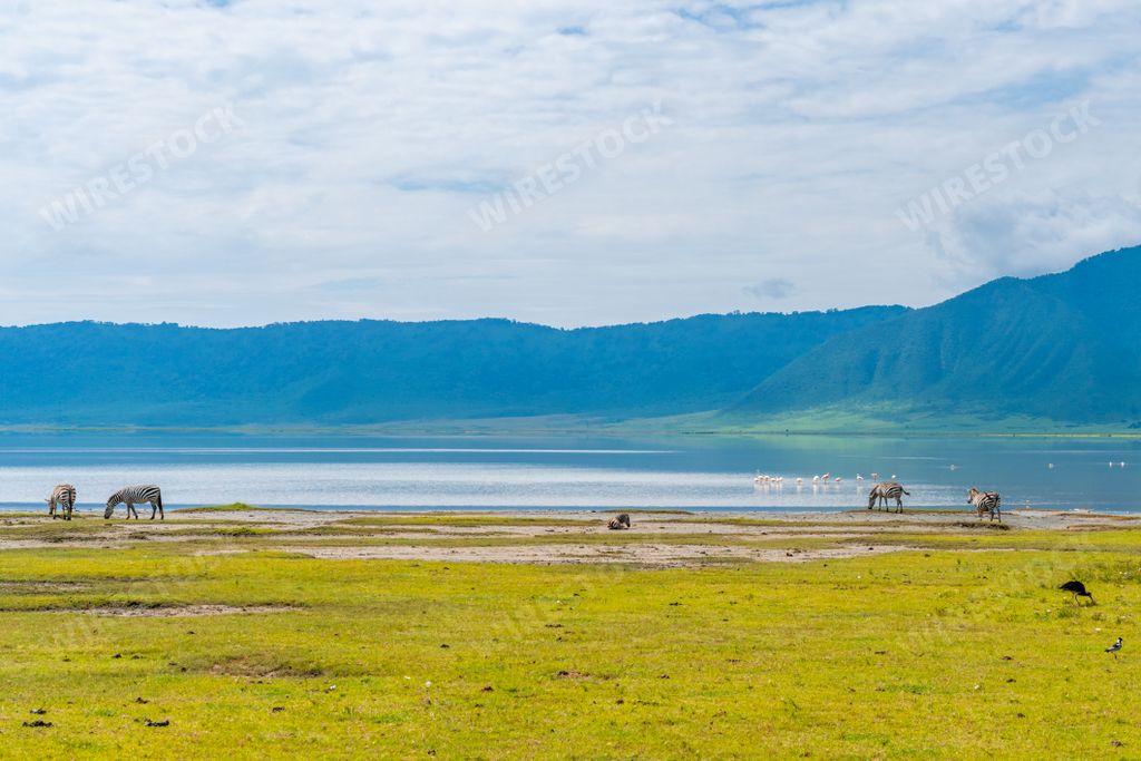 A beautiful scenery of zebras eating grass in a green field