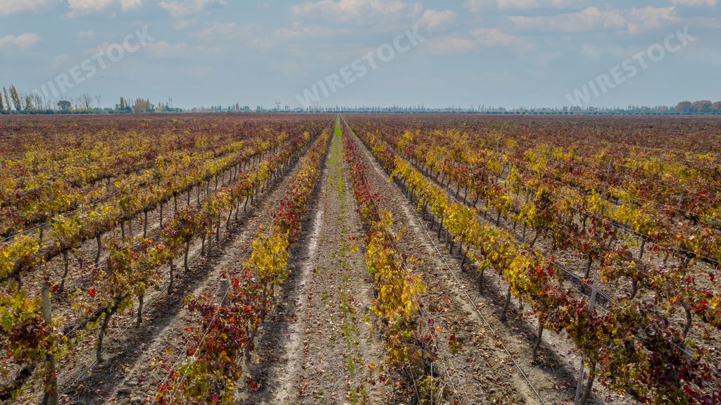 An aerial view of a vineyard with grapes in the fall