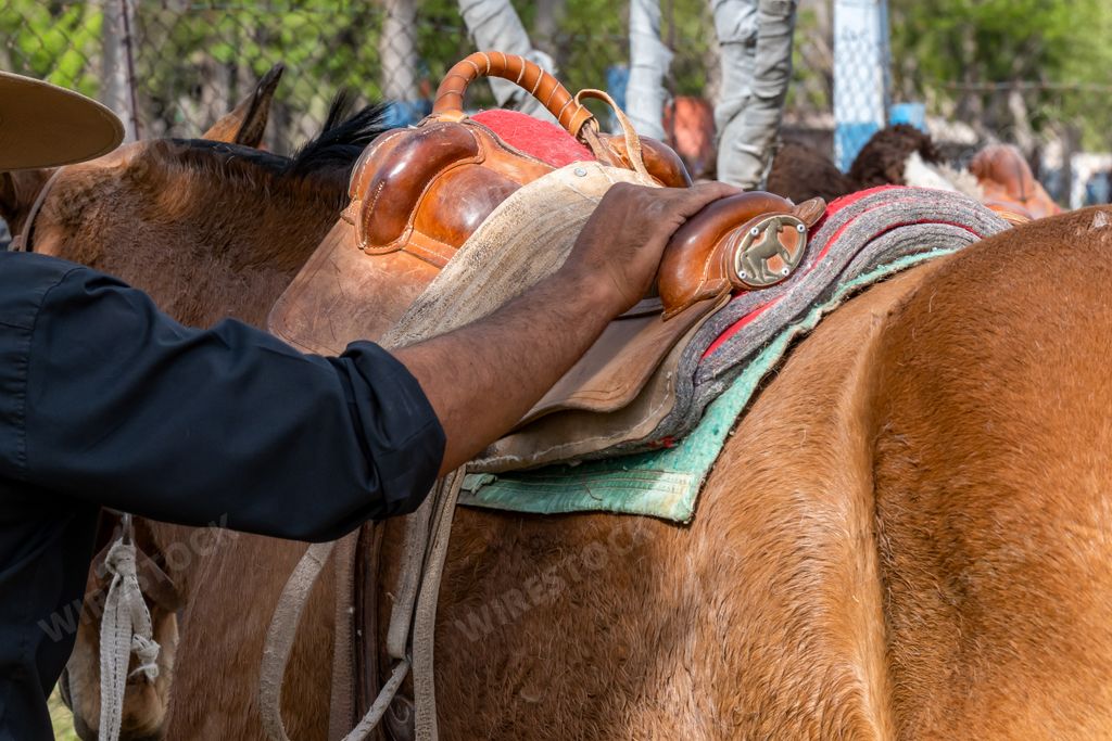 The Argentine gaucho fixing horse saddle