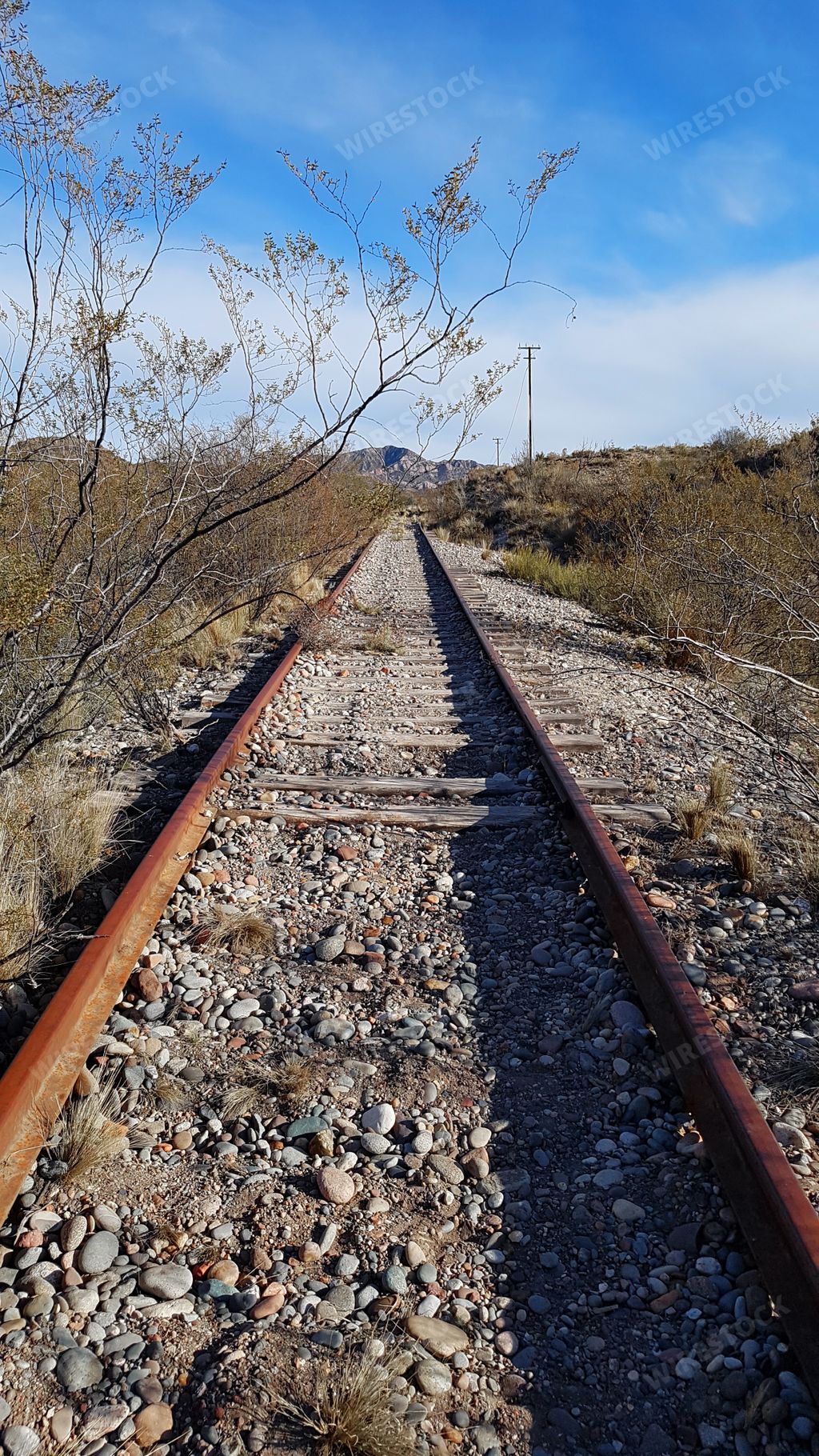 A vertical shot of the train tracks surrounded by dry plants