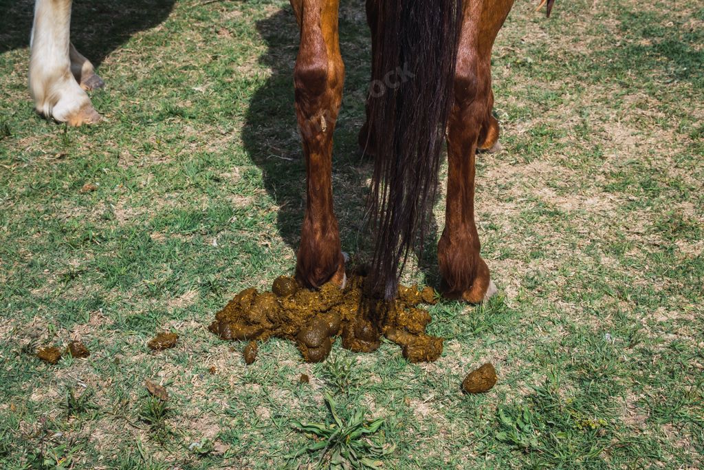 The Back view of bay horse pooping in the field