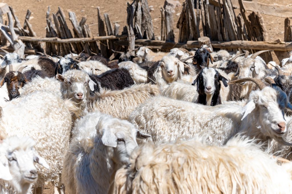 A closeup of Corral of chivas (goats) in patagonia Argentina.
