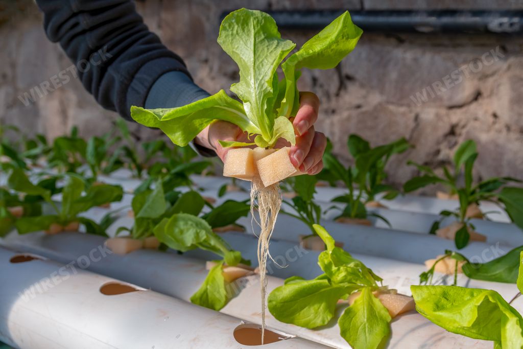 A closeup shot of a human planting green plants in the greenhouse