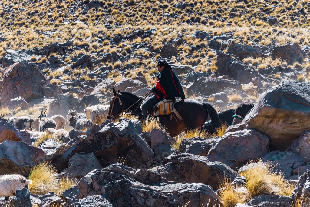 A Hispanic gaucho herding animals in the Andes mountain range, Argentina