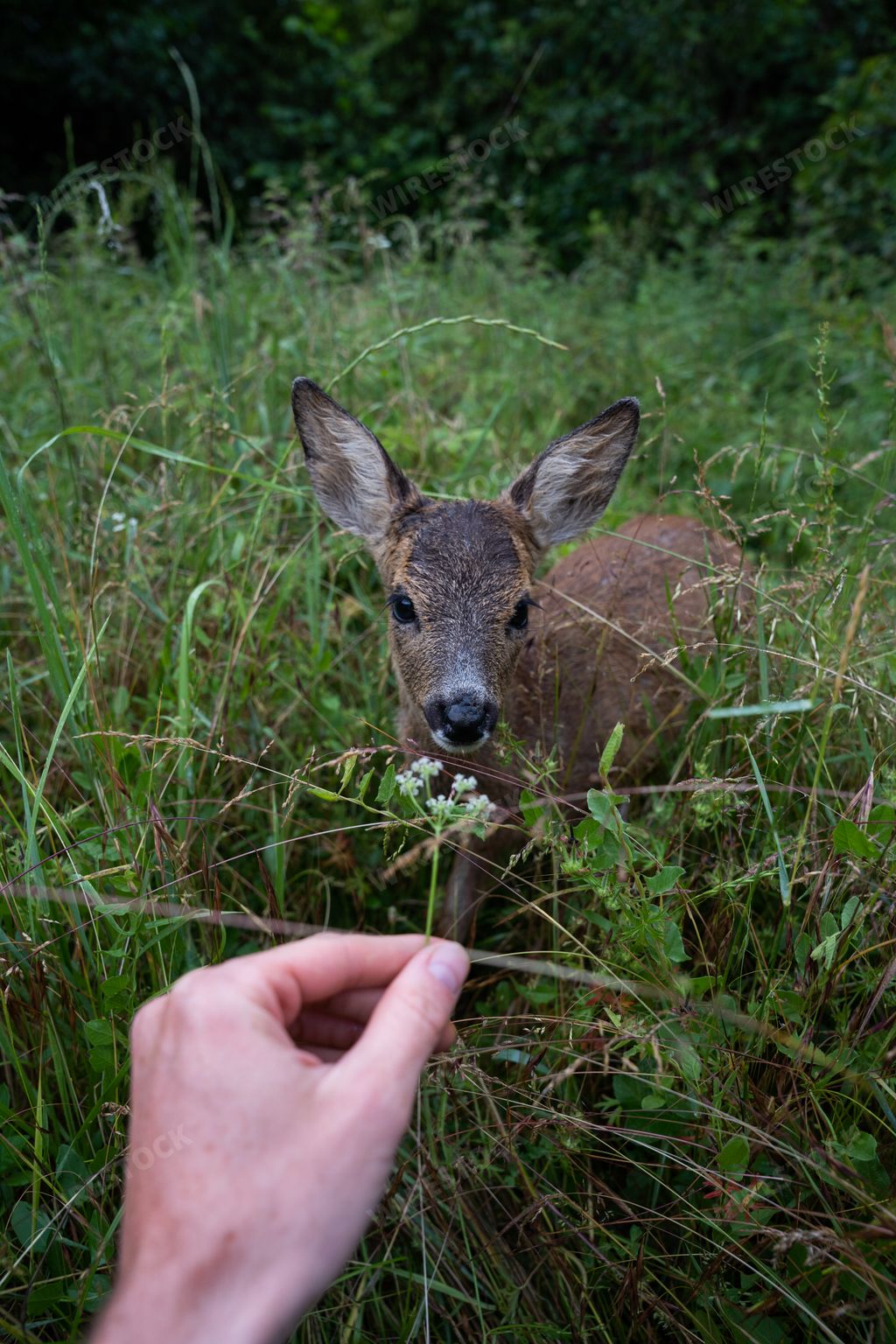 A vertical shot of a baby roe deer in the forest