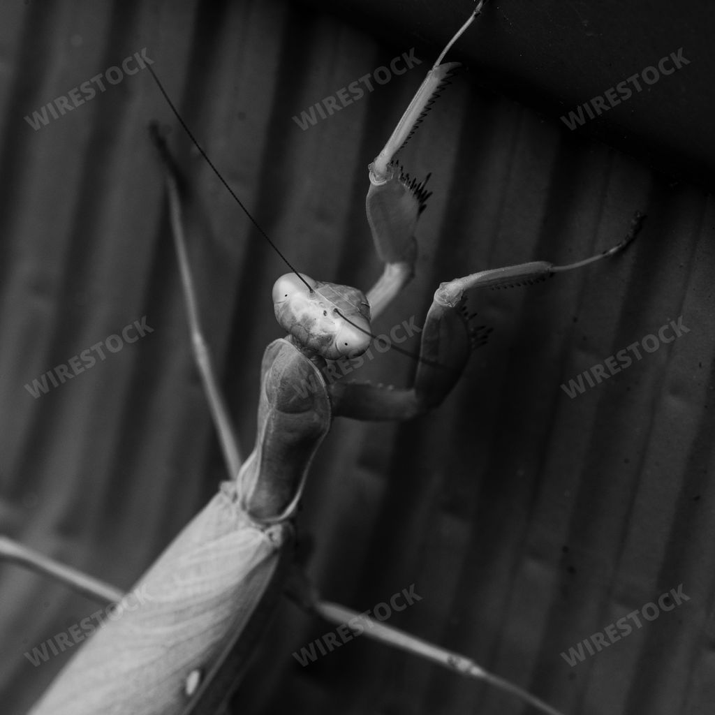 A back view of praying mantis in black and white