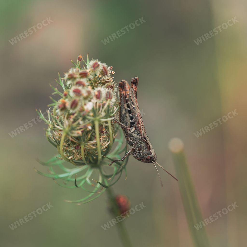 A selective focus shot grasshopper sitting on Daucus carota flower in blurred background