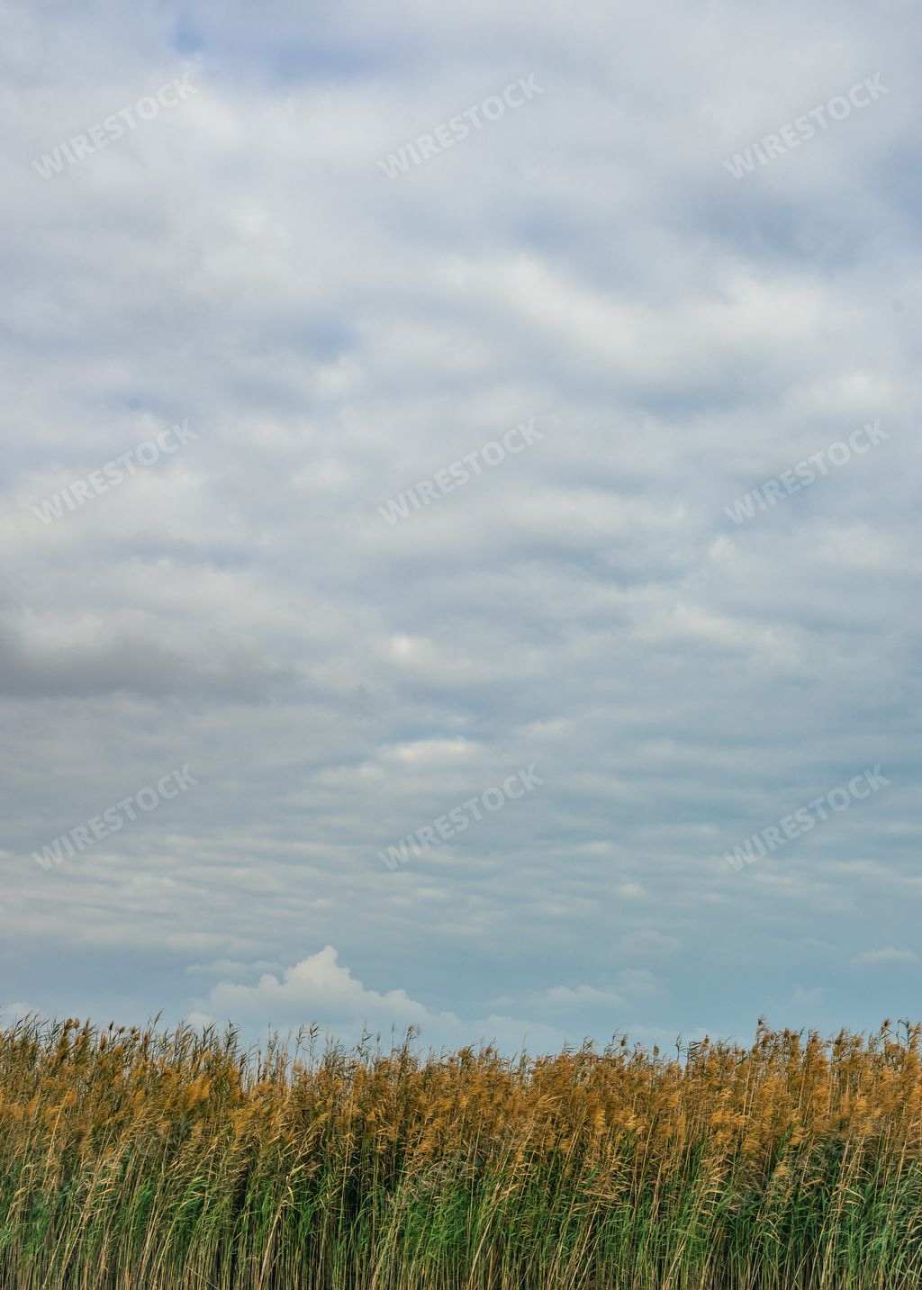 A landscape view of a grassy field under a blue cloudy sky