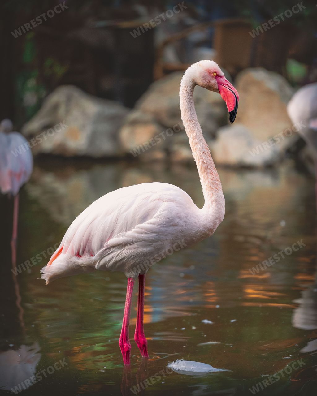 A flamingo bird standing on a pond water with blur background
