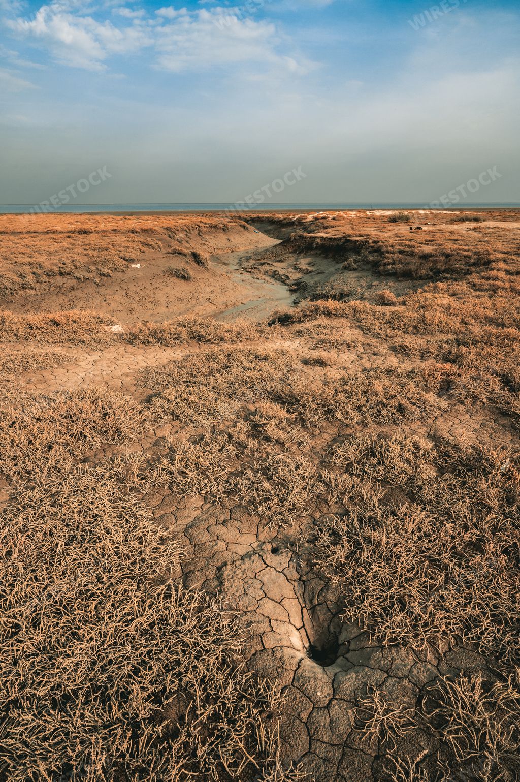 A vertical shot of a dry field with grass under the blue cloudy sky