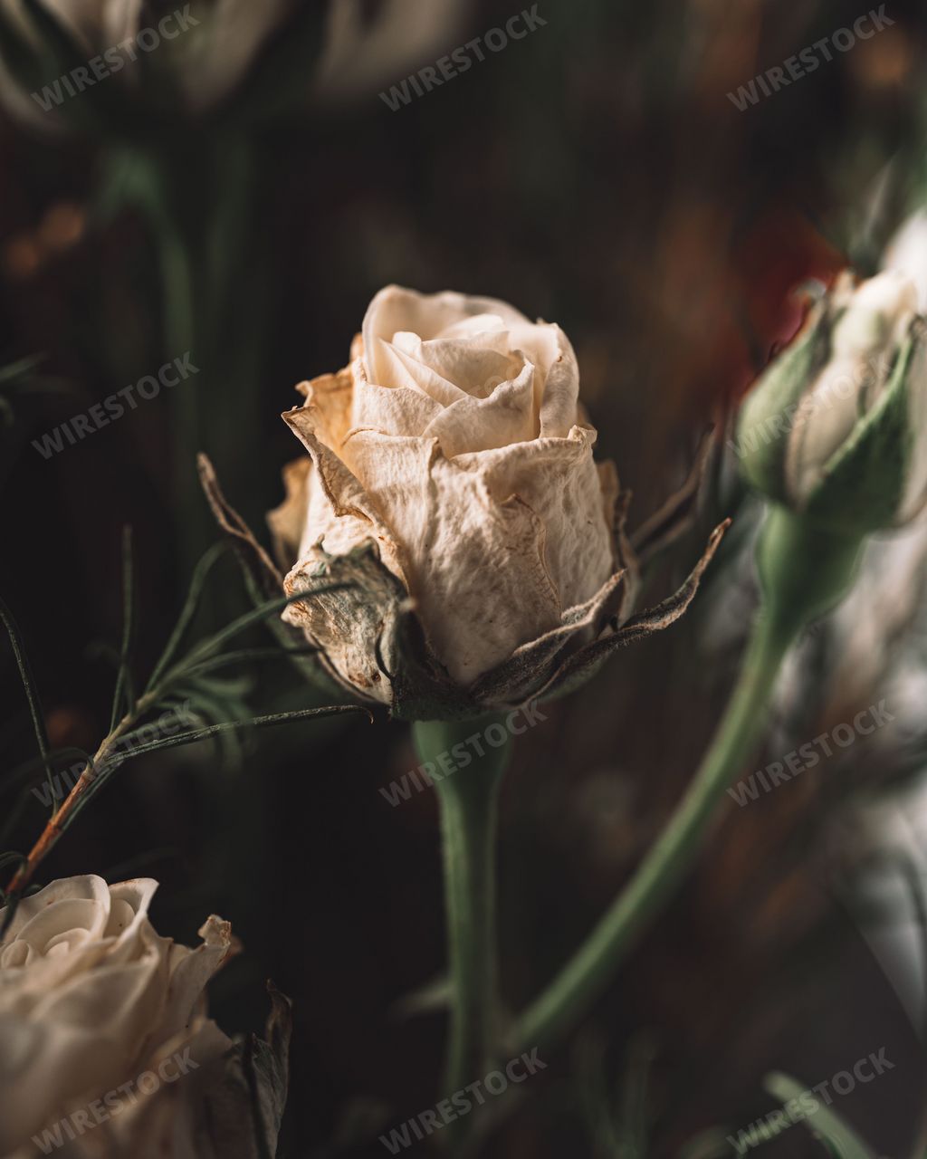 A Selective focus of white withered roses