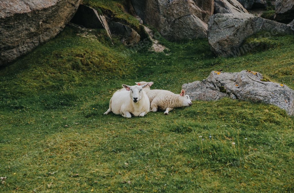 A Norwegian sheep in pasture field below the mountains