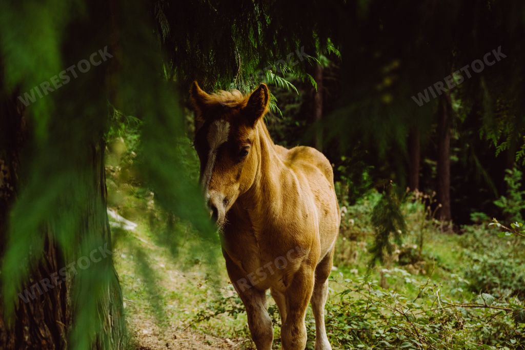 A selective focus shot of an amazing brown horse in the forest in Basque Country, Spain
