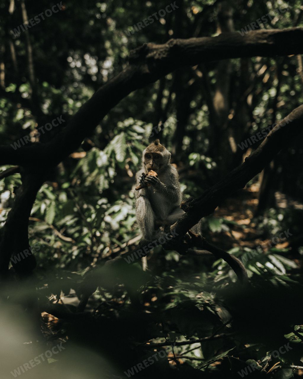 A scenic vertical shot of a monkey eating on a tree branch inside a jungle