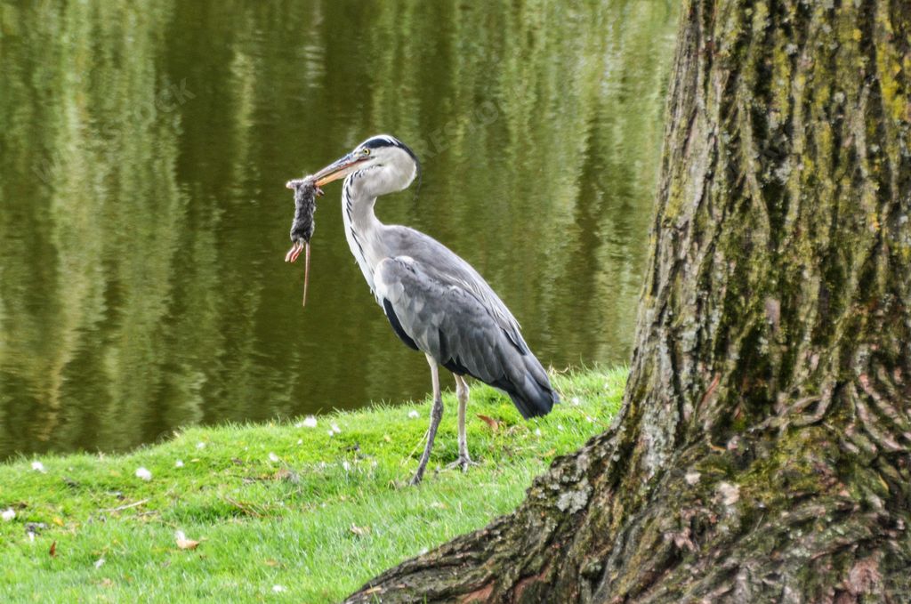 The great blue heron standing on the grass with it's prey in it's mouth