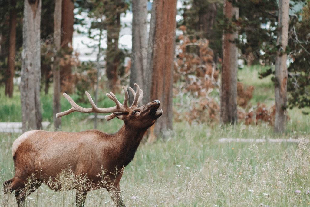 A closeup shot of the wild Antlered bull elk snorting in the forest
