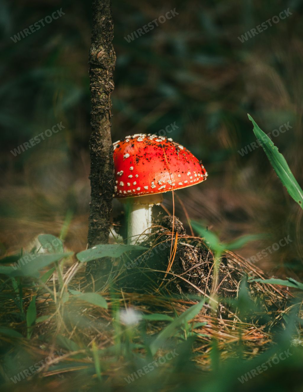 A vertical shot of an Amanita muscaria or fly agaric growing in the greenery