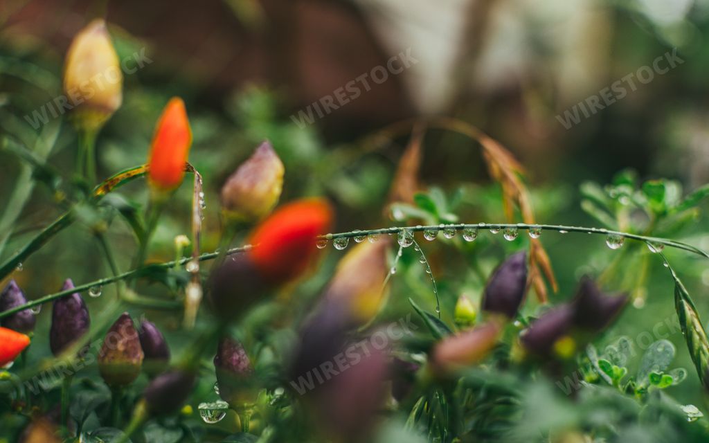 A closeup shot of red and purple unbloomed flowers with green leaves wet with dew