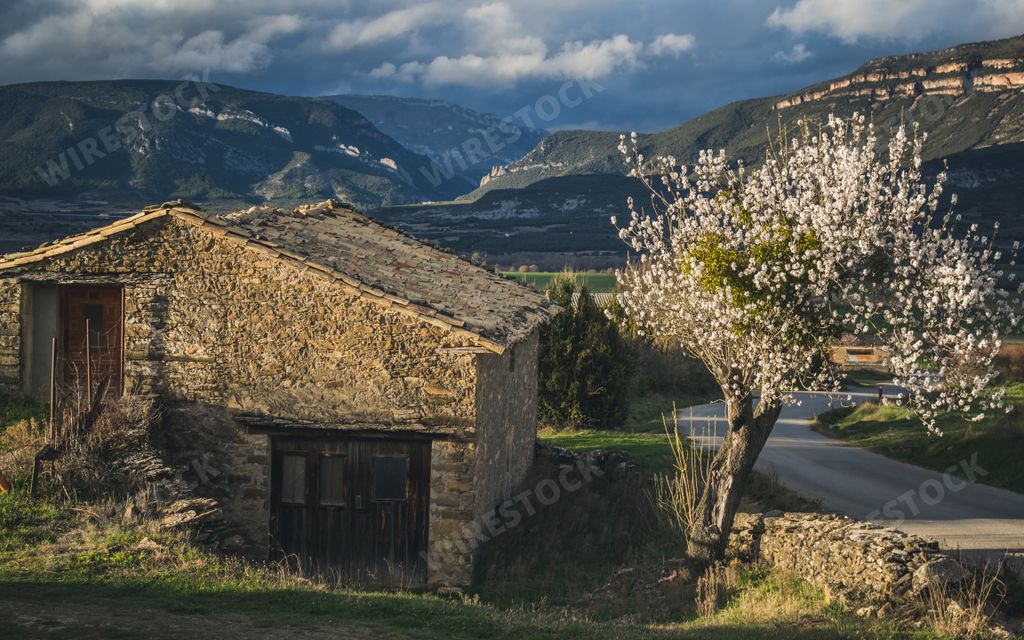 A beautiful landscape with a small brick house and blooming tree