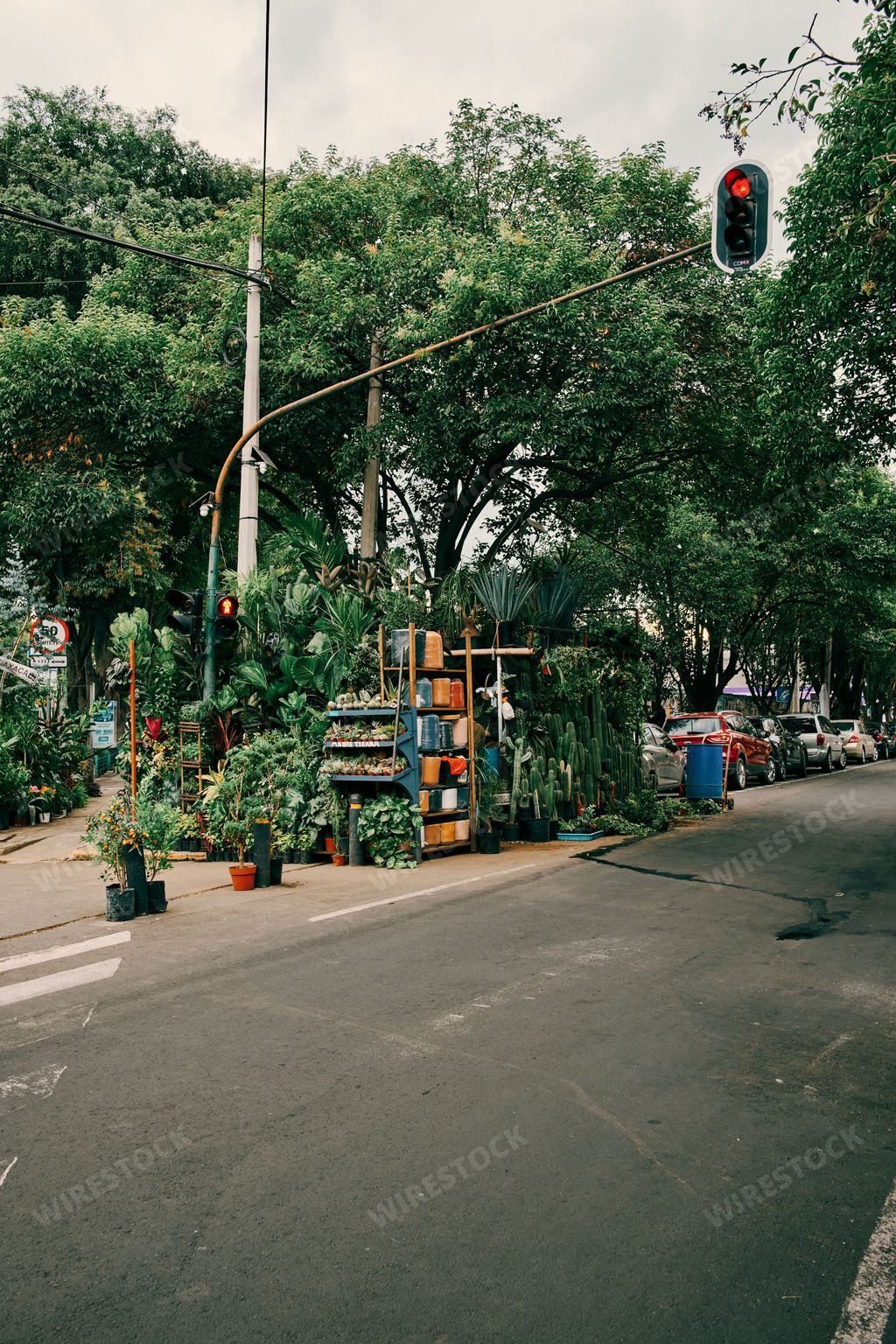 A vertical shot of a street in Mexico City, with lots of green plants and some pots on the sidewalk at the sunset